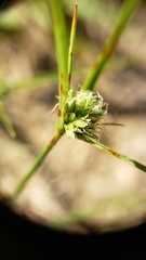 Cyperus lupulinus macilentus