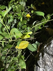 Trimeresurus albolabris