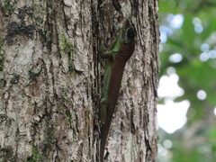 Anolis richardii