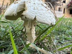 Saproamanita