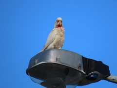 Cacatua tenuirostris