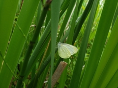Pieris oleracea
