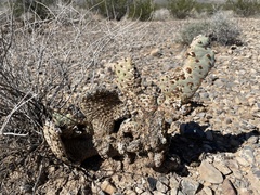 Opuntia basilaris basilaris