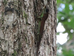 Anolis richardii