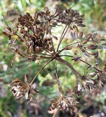 Cenolophium denudatum