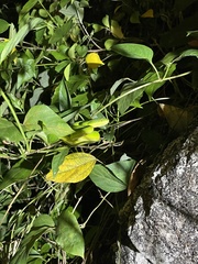 Trimeresurus albolabris
