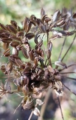 Cenolophium denudatum