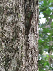 Anolis richardii