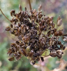 Cenolophium denudatum