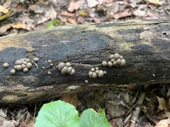 Lycogala flavofuscum