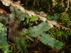 Conocephalum conicum