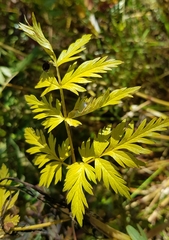 Conioselinum tataricum