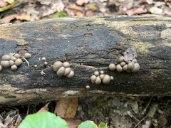 Lycogala flavofuscum