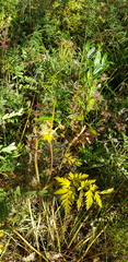Conioselinum tataricum