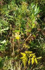 Conioselinum tataricum