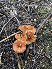 Turbinellus floccosus