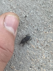 Sphenophorus vomerinus