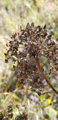 Cenolophium denudatum