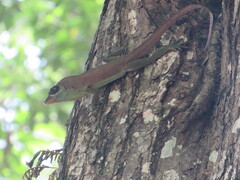 Anolis richardii