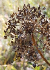 Cenolophium denudatum