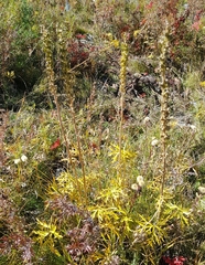 Aconitum barbatum
