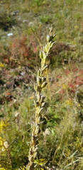 Aconitum barbatum