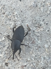 Sphenophorus vomerinus