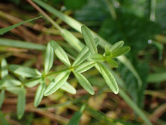 Galium trifidum