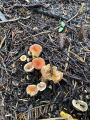 Turbinellus floccosus