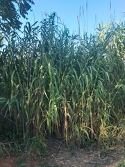 Arundo donax