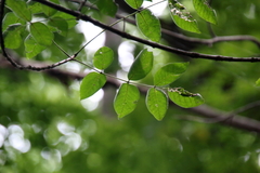 Fraxinus quadrangulata