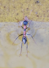 Myrmecia nigrocincta