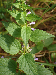 Scutellaria lateriflora