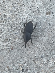 Sphenophorus vomerinus