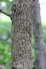 Fraxinus quadrangulata