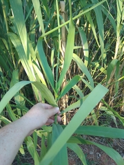 Arundo donax