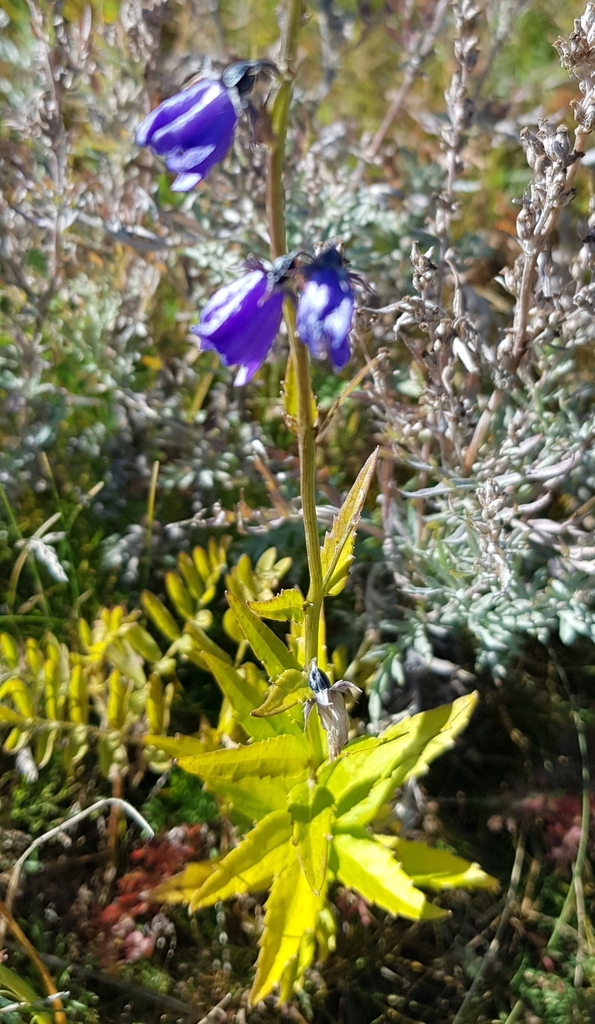 Adenophora tricuspidata (Adenophora tricuspidata)