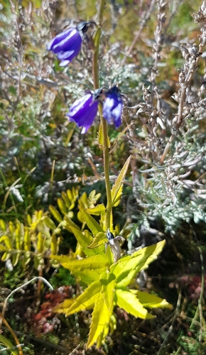 Adenophora tricuspidata (Adenophora tricuspidata)