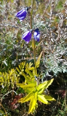 Campanula stevenii