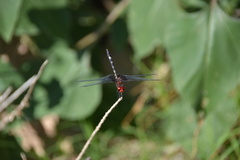 Dythemis fugax