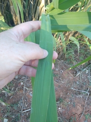 Arundo donax