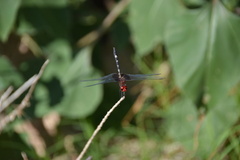 Dythemis fugax