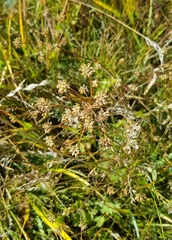 Kitagawia baicalensis