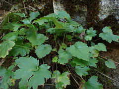 Heuchera