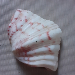Hippopus hippopus
