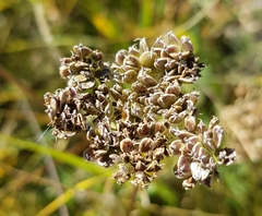 Kitagawia baicalensis