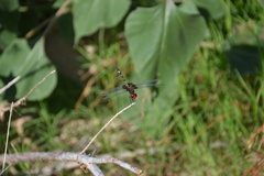 Dythemis fugax