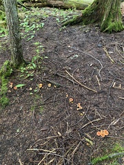 Turbinellus floccosus