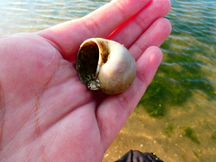 Trochoidea