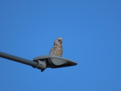 Cacatua tenuirostris
